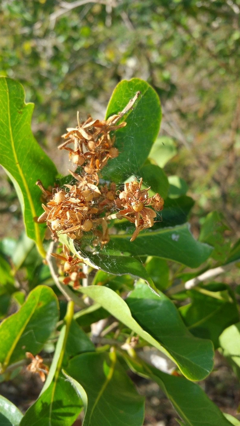 Asteropeia amblyocarpa photo 3