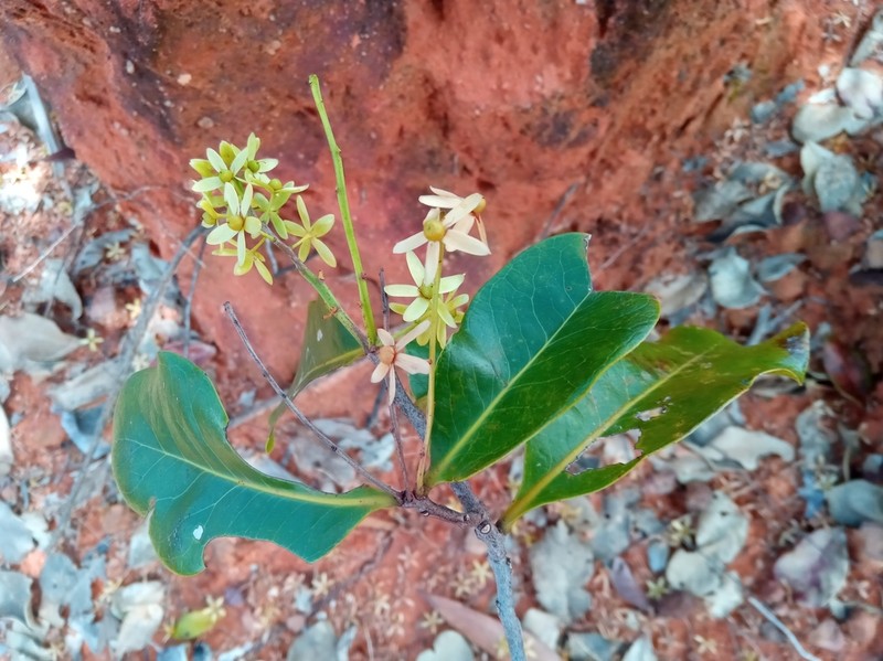 Asteropeia amblyocarpa photo 4