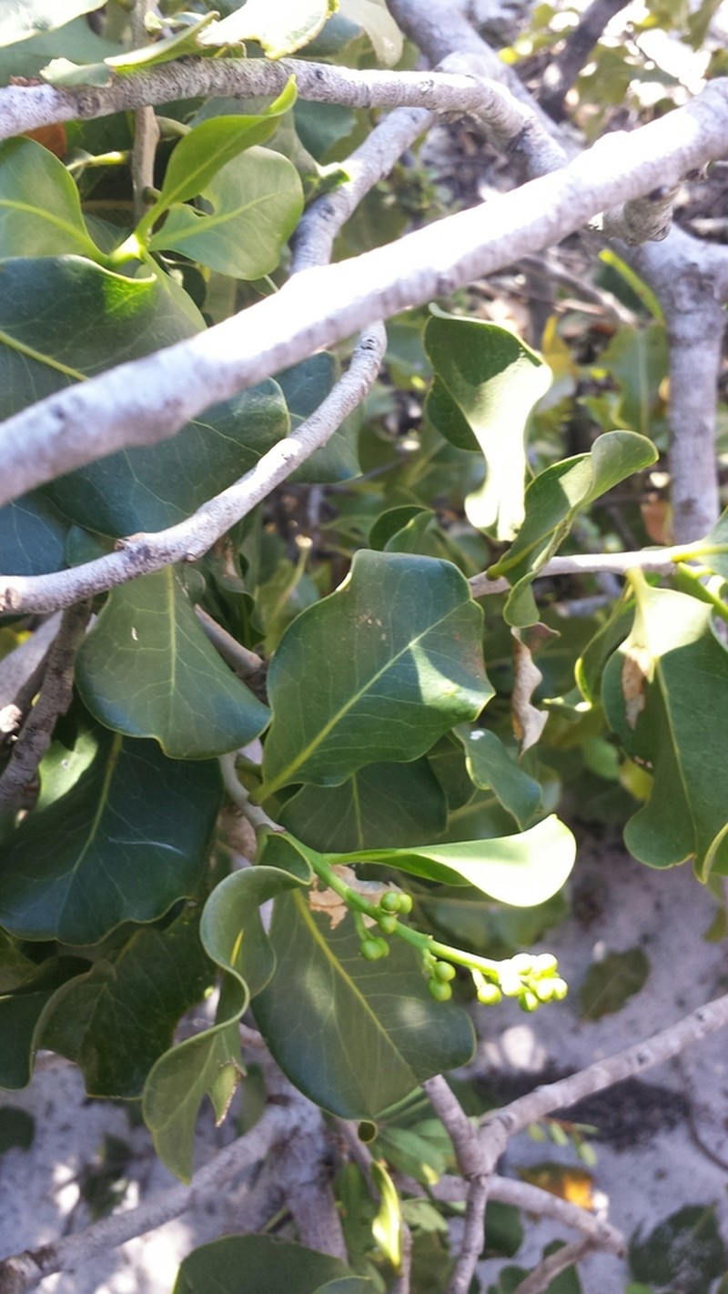 Asteropeia amblyocarpa photo 5