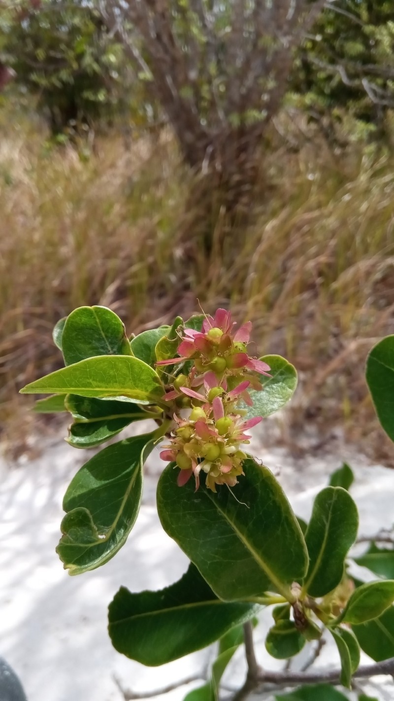 Asteropeia amblyocarpa photo 6