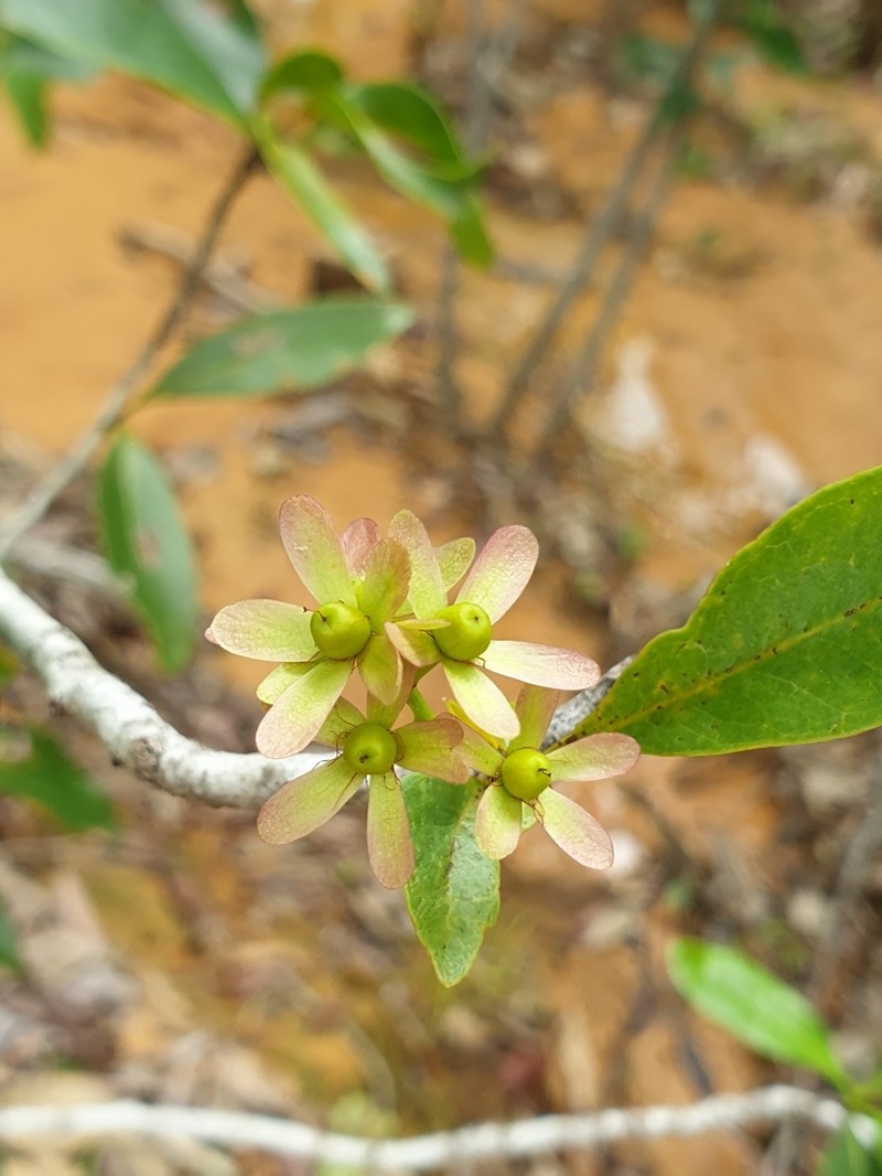Asteropeia amblyocarpa photo 7