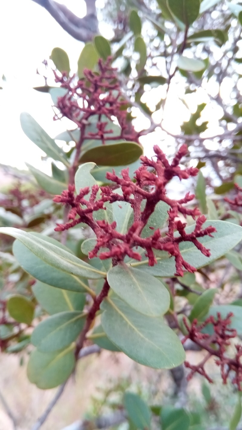 Asteropeia densiflora
