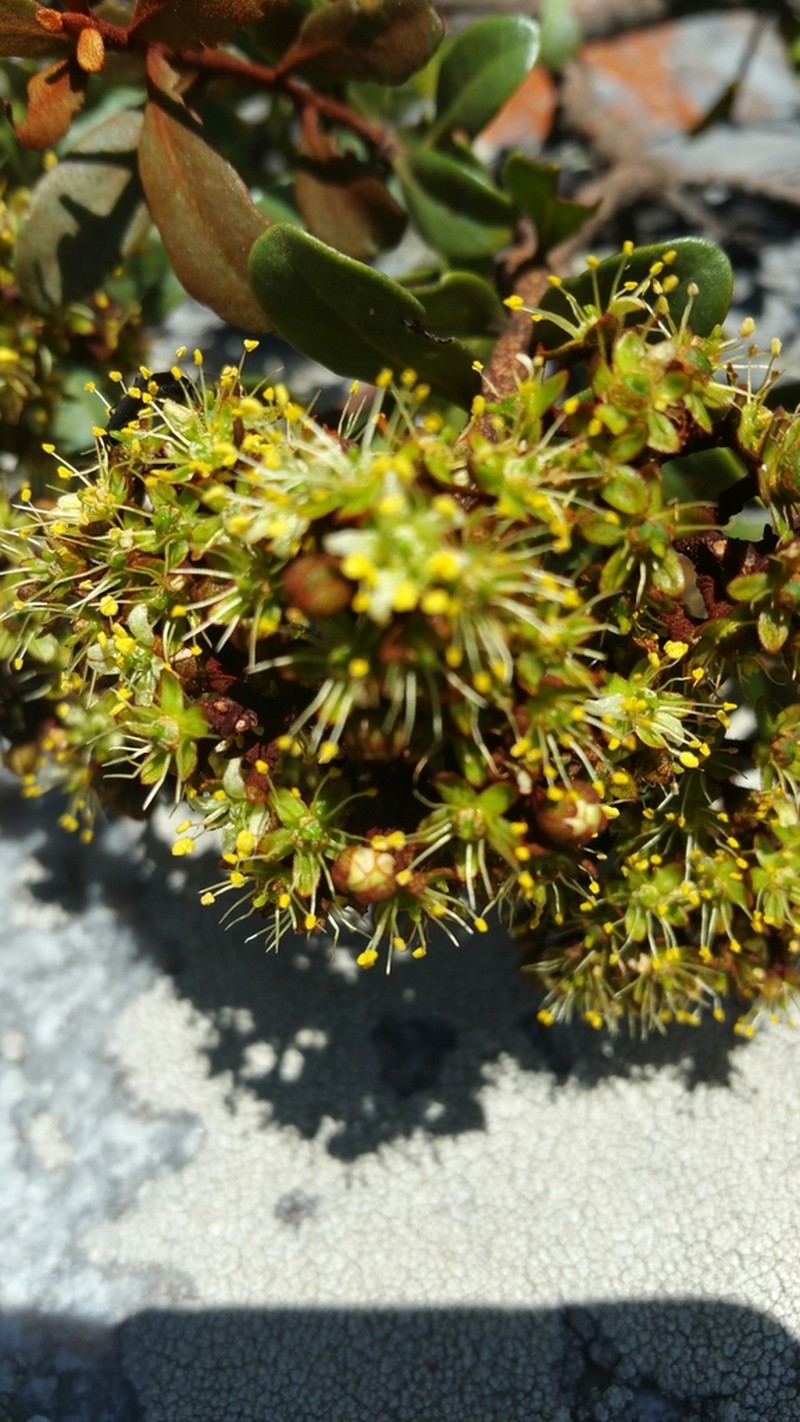 Asteropeia densiflora photo 2