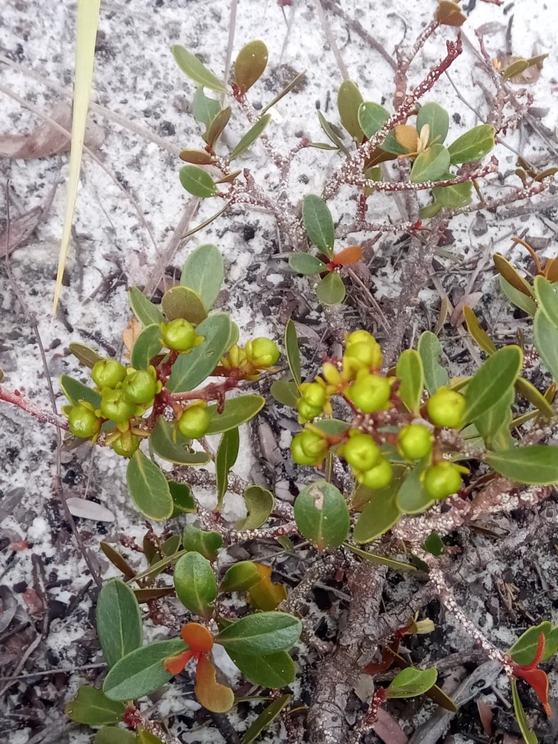 Asteropeia densiflora photo 3