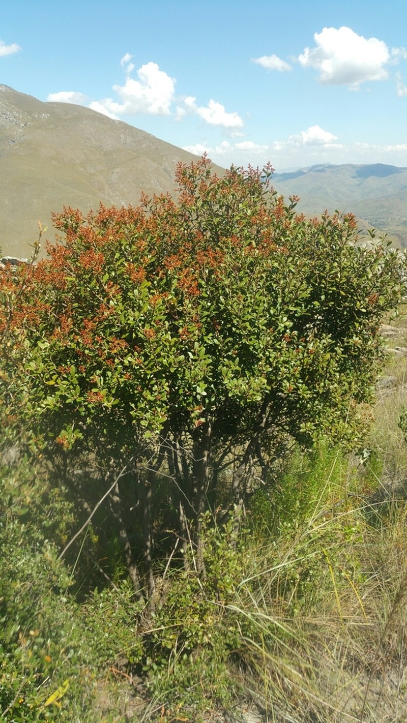 Asteropeia densiflora photo 4