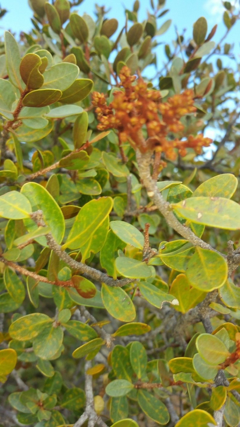Asteropeia densiflora photo 6