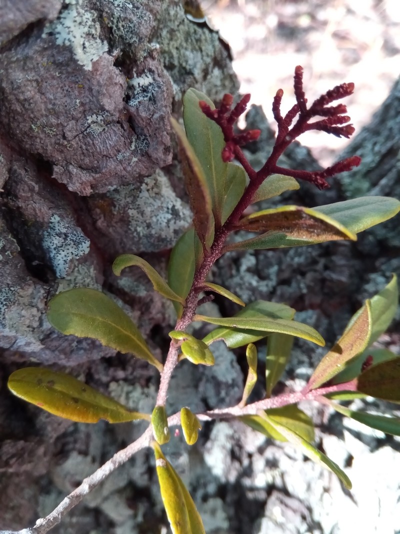 Asteropeia densiflora photo 7
