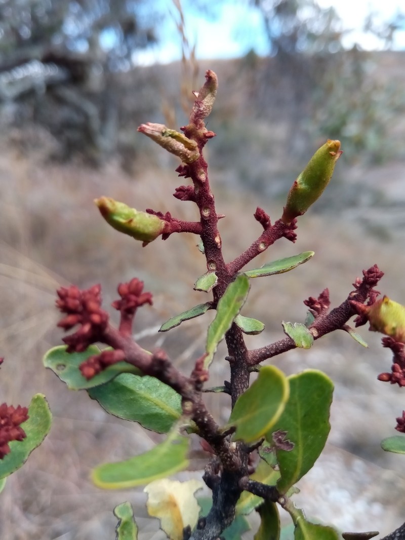 Asteropeia densiflora photo 8