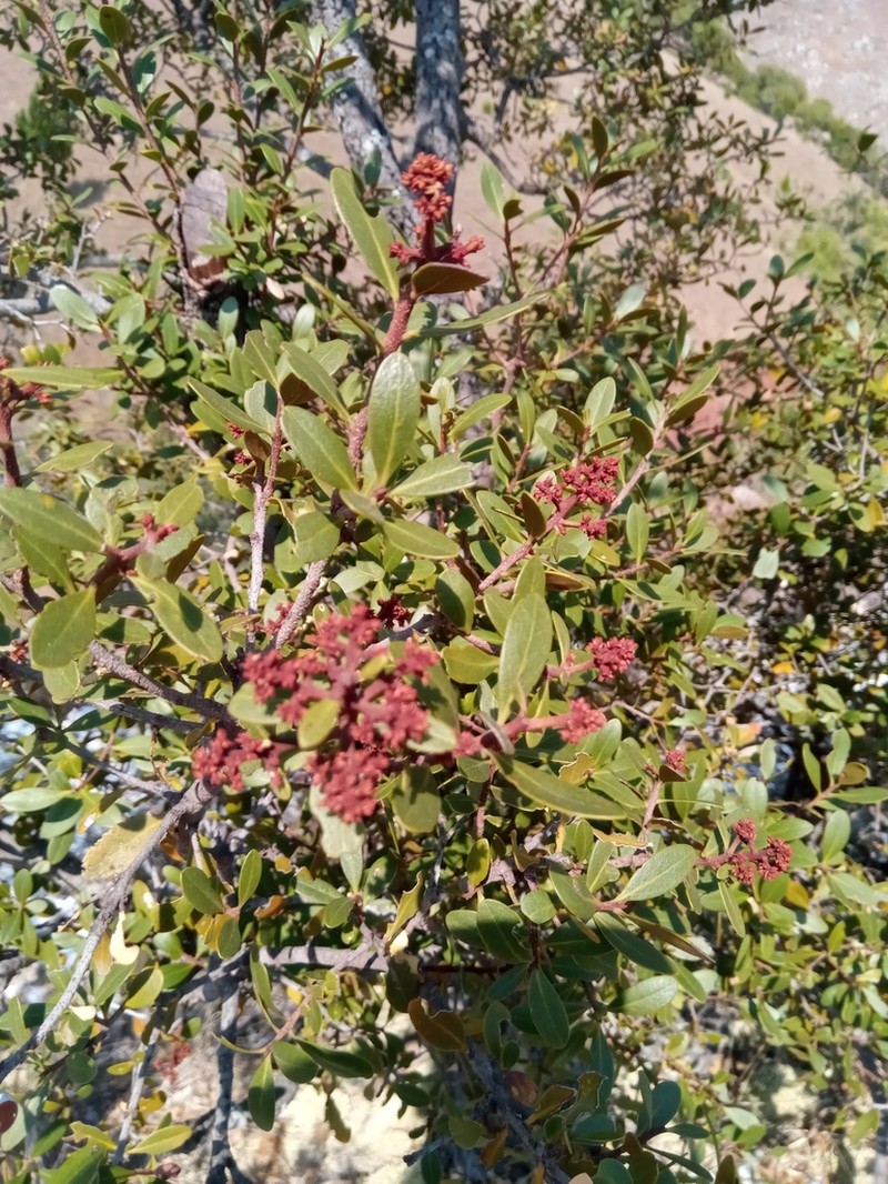 Asteropeia densiflora