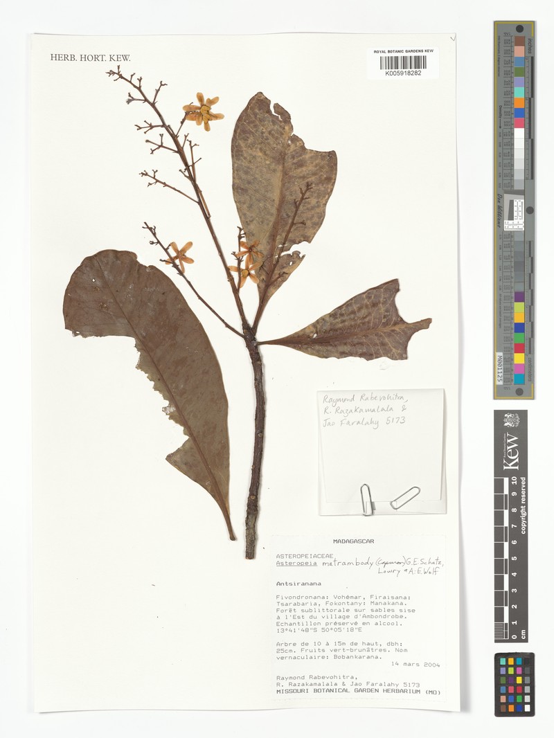 Asteropeia matrambody