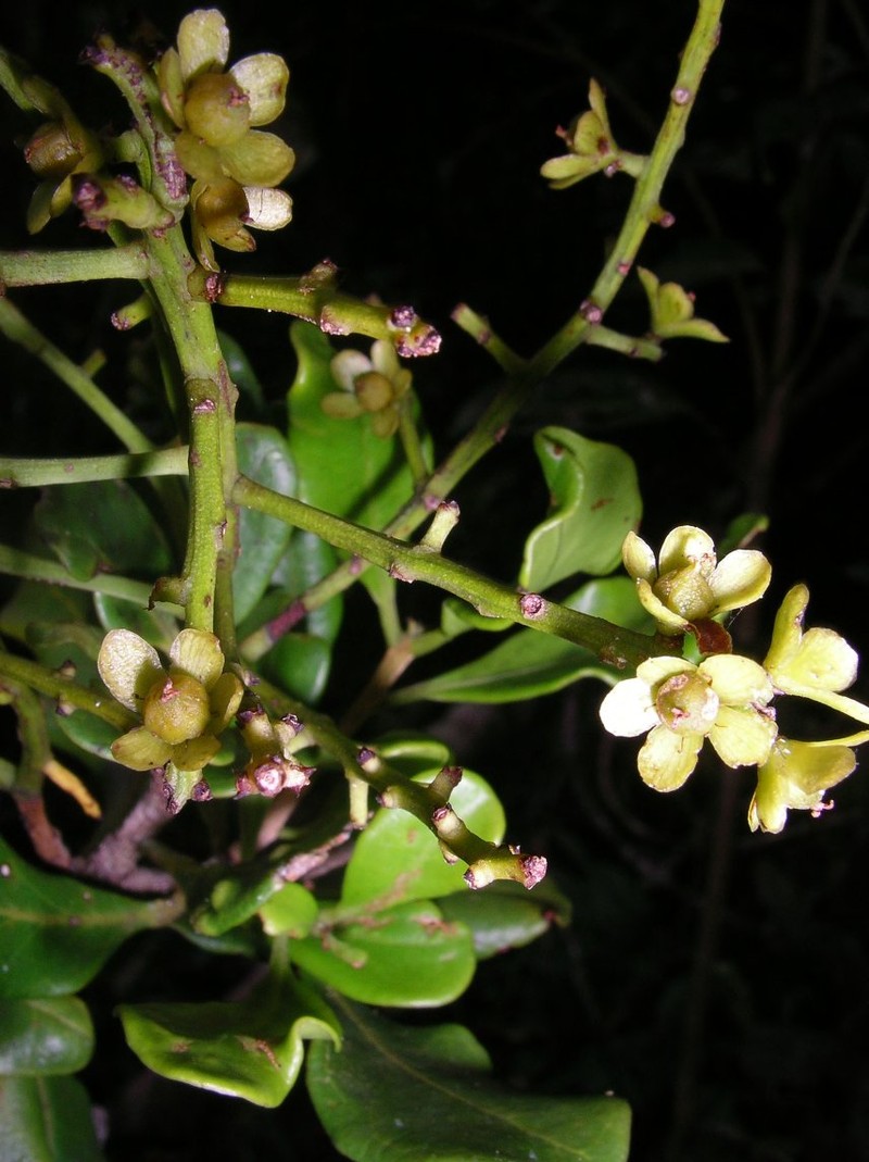 Asteropeia mcphersonii photo 2