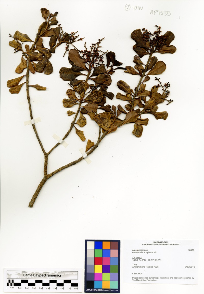 Asteropeia mcphersonii
