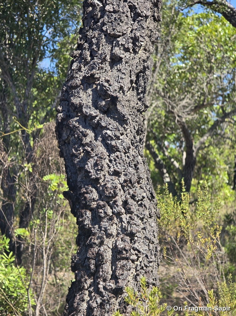 Asteropeia micraster photo 2