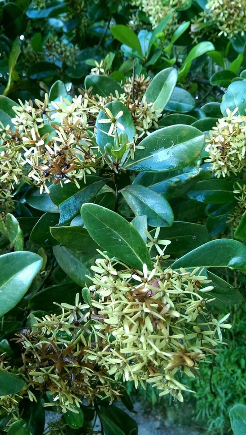 Asteropeia multiflora photo 3