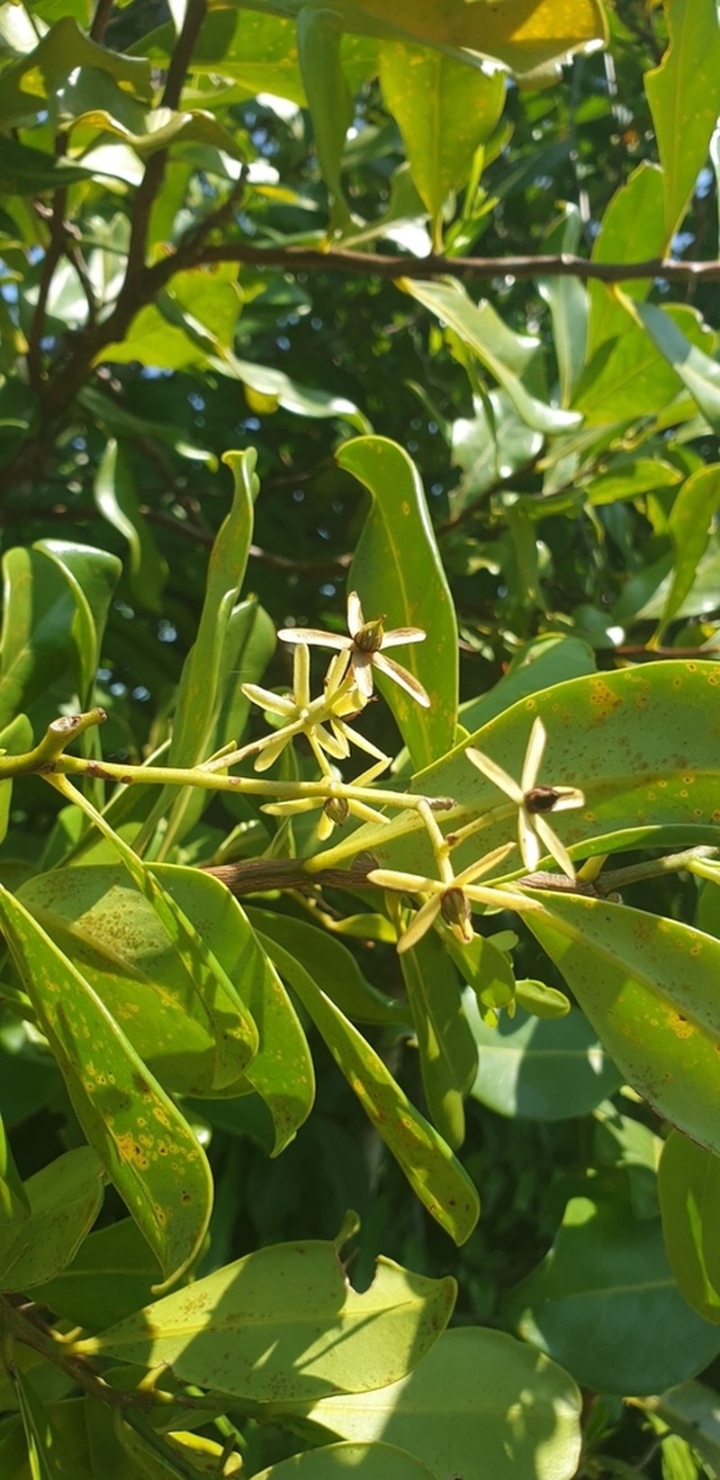 Asteropeia multiflora photo 4