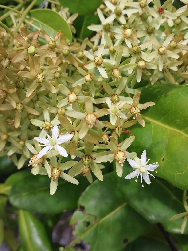 Asteropeia multiflora photo 5