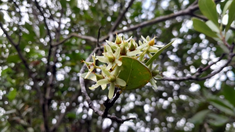 Asteropeia multiflora photo 6