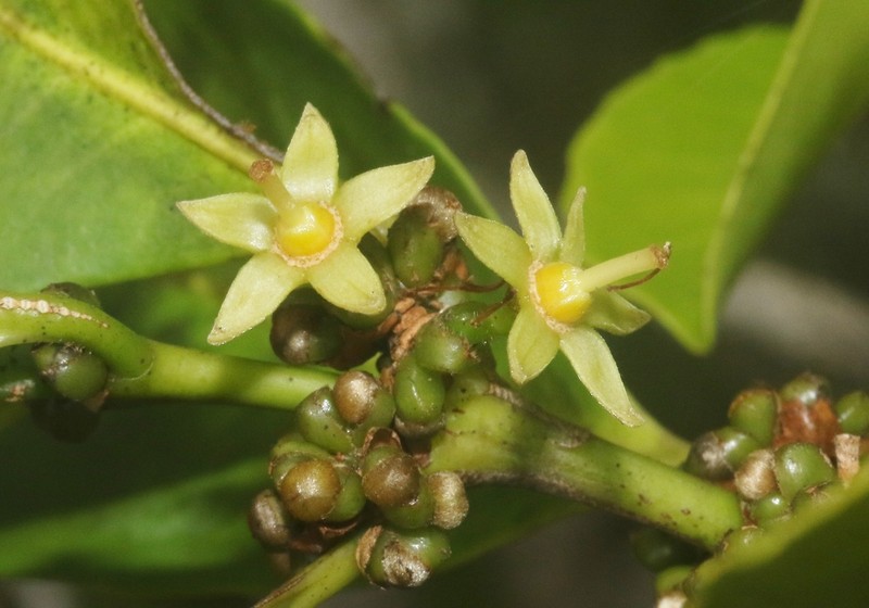 Asteropeia multiflora photo 7