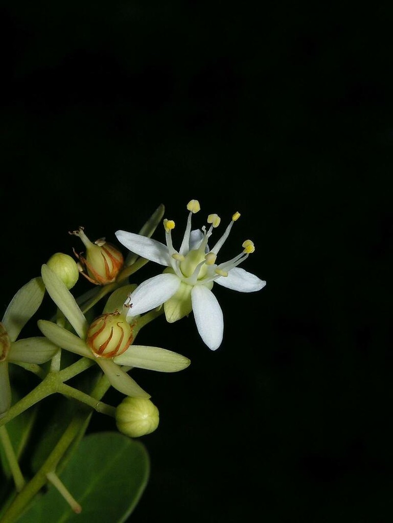 Asteropeia multiflora photo 8