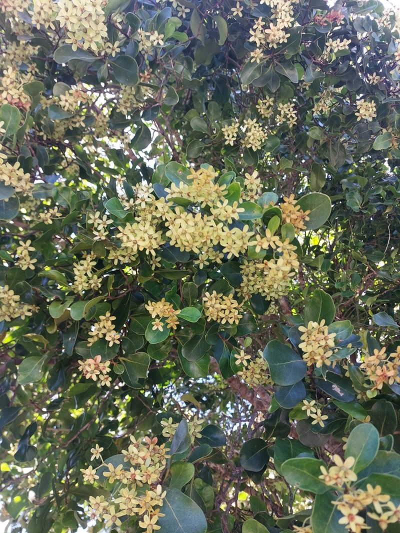 Asteropeia multiflora