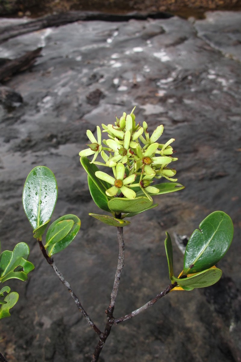 Asteropeia multiflora photo 2