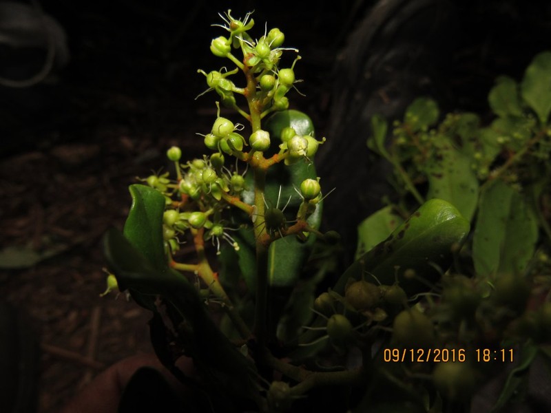 Asteropeia rhopaloides photo 4