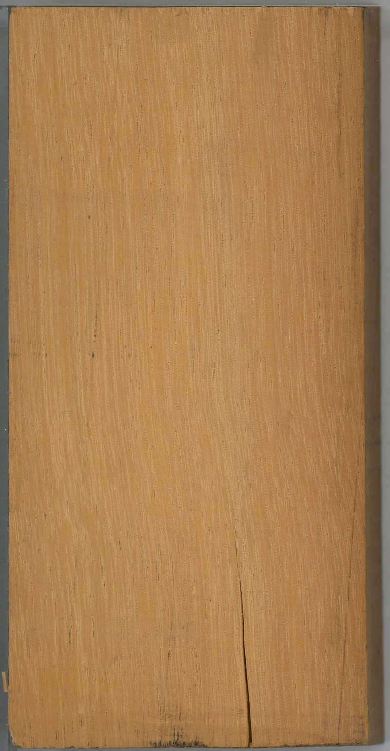Asteropeia rhopaloides photo 5