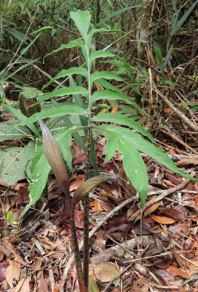 Asterostigma cryptostylum