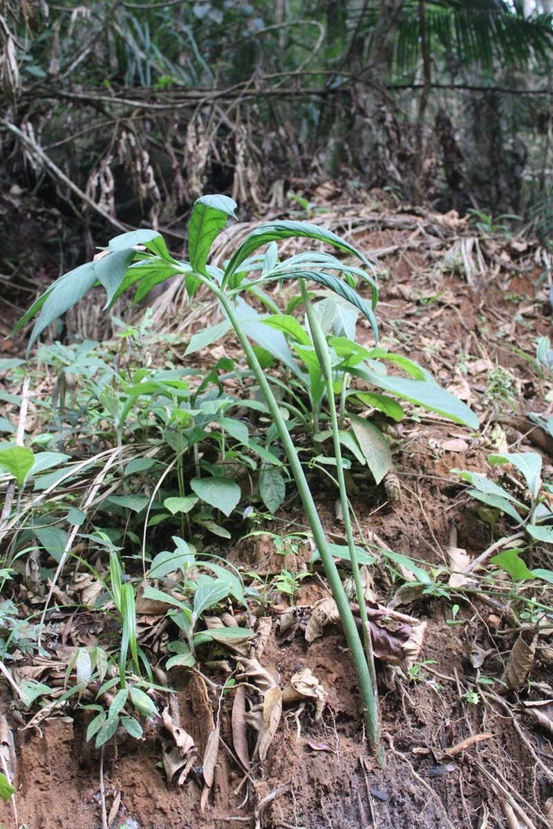Asterostigma cryptostylum photo 2
