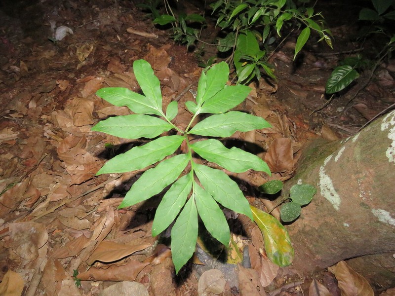 Asterostigma cryptostylum photo 3