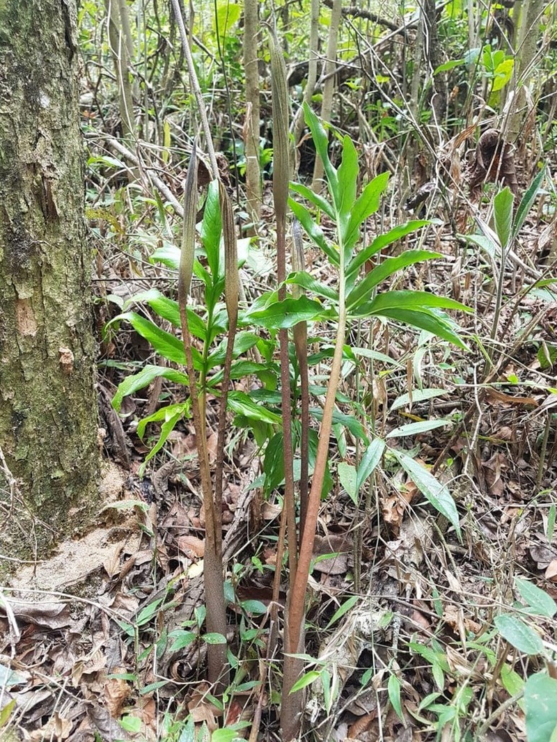 Asterostigma cryptostylum photo 4
