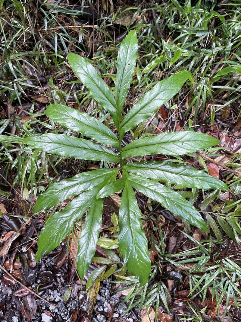 Asterostigma cryptostylum photo 5