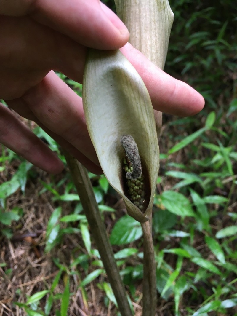 Asterostigma cryptostylum photo 6