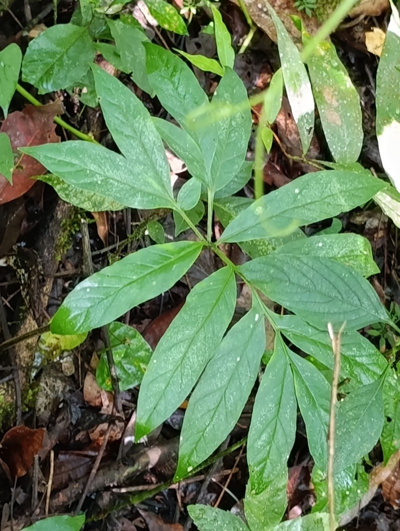 Asterostigma cryptostylum photo 7