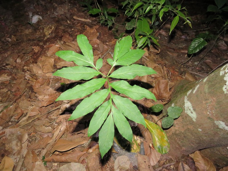 Asterostigma cryptostylum photo 8