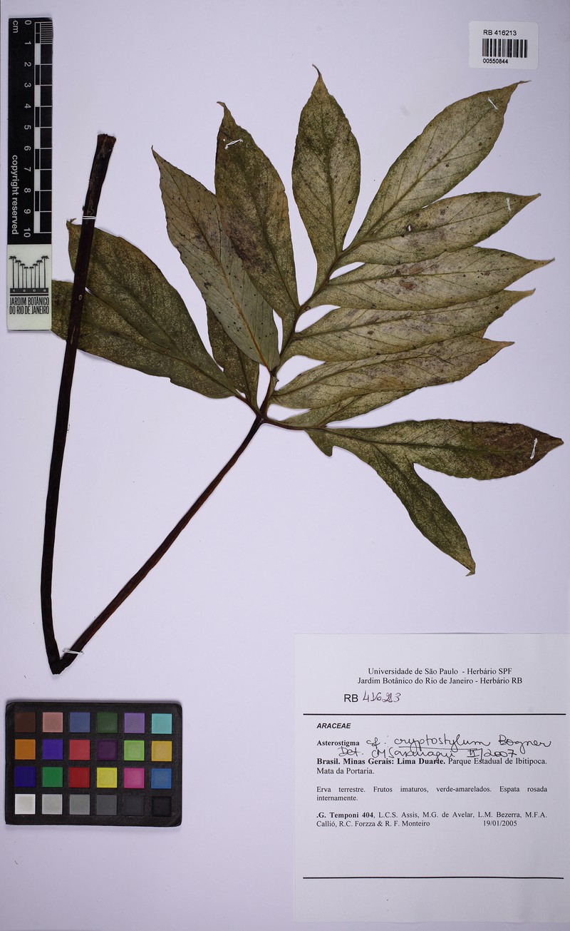 Asterostigma cryptostylum