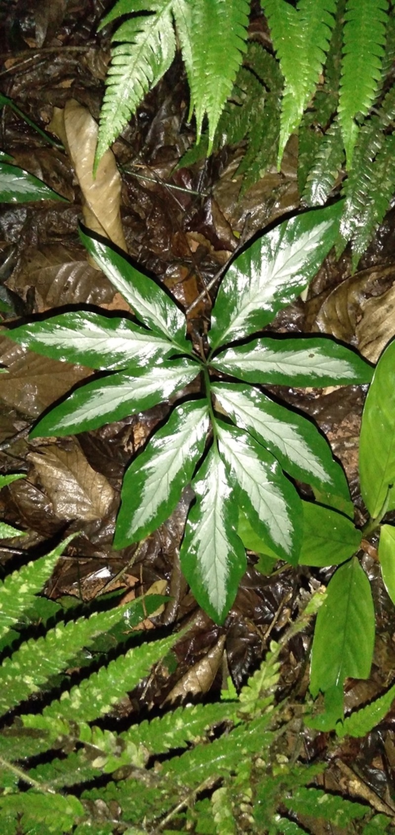 Asterostigma lombardii photo 3