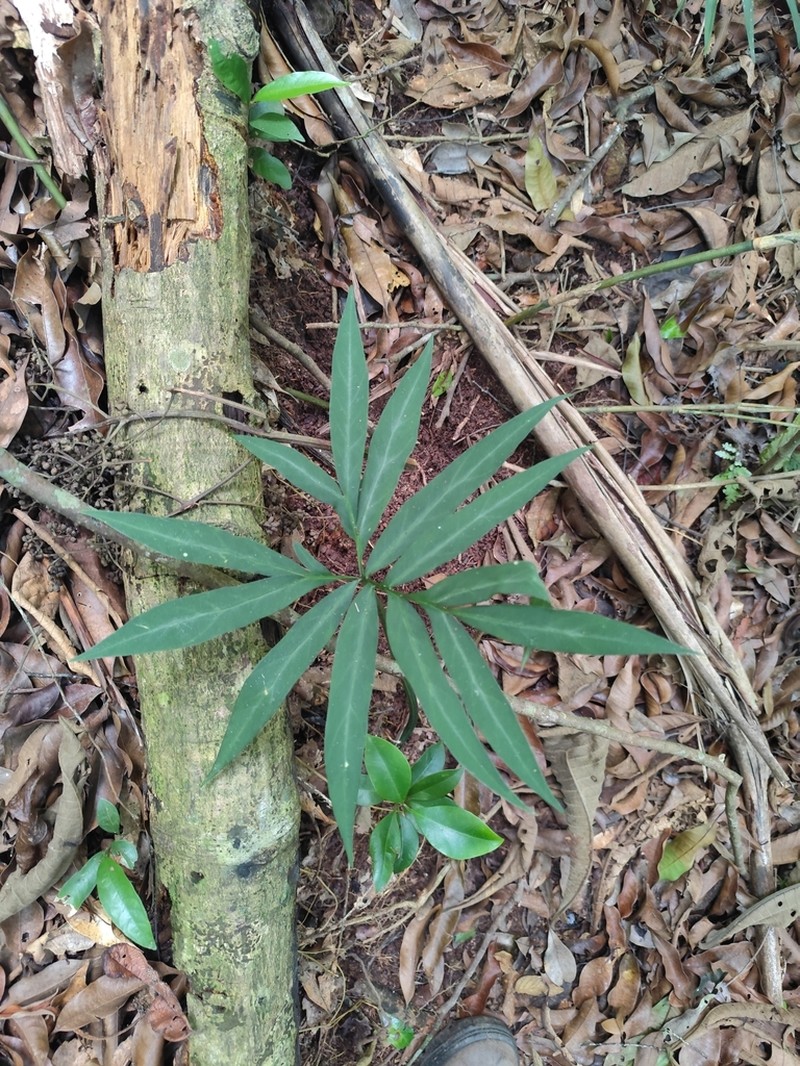 Asterostigma lombardii photo 4
