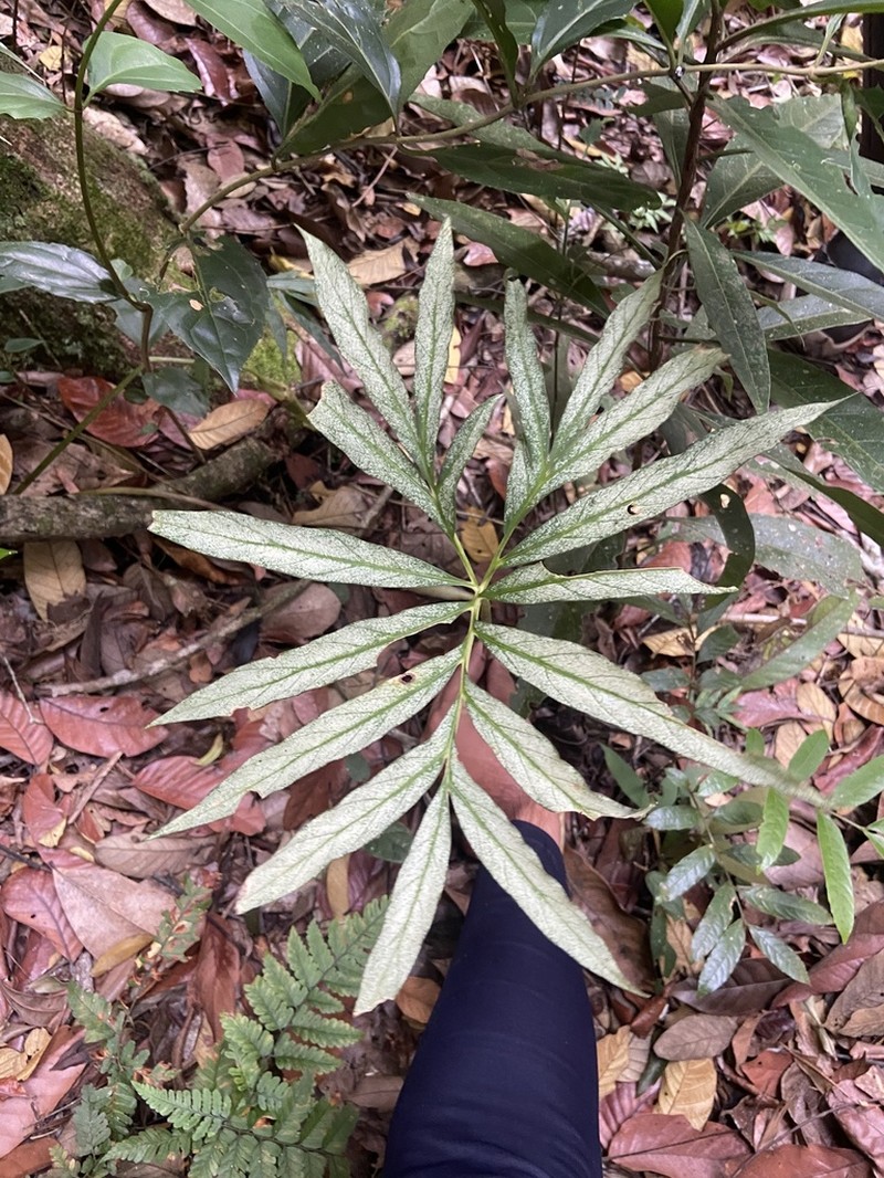 Asterostigma lombardii photo 5
