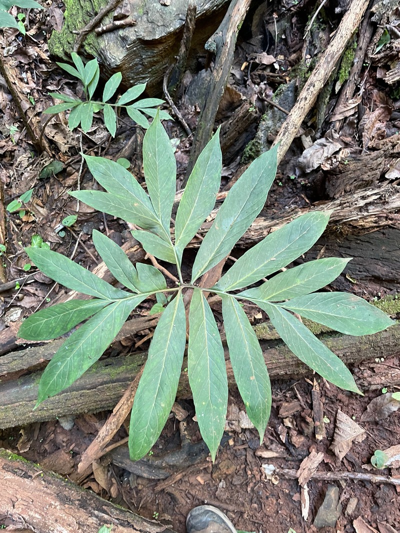 Asterostigma lombardii photo 6