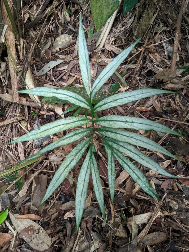 Asterostigma lombardii photo 7