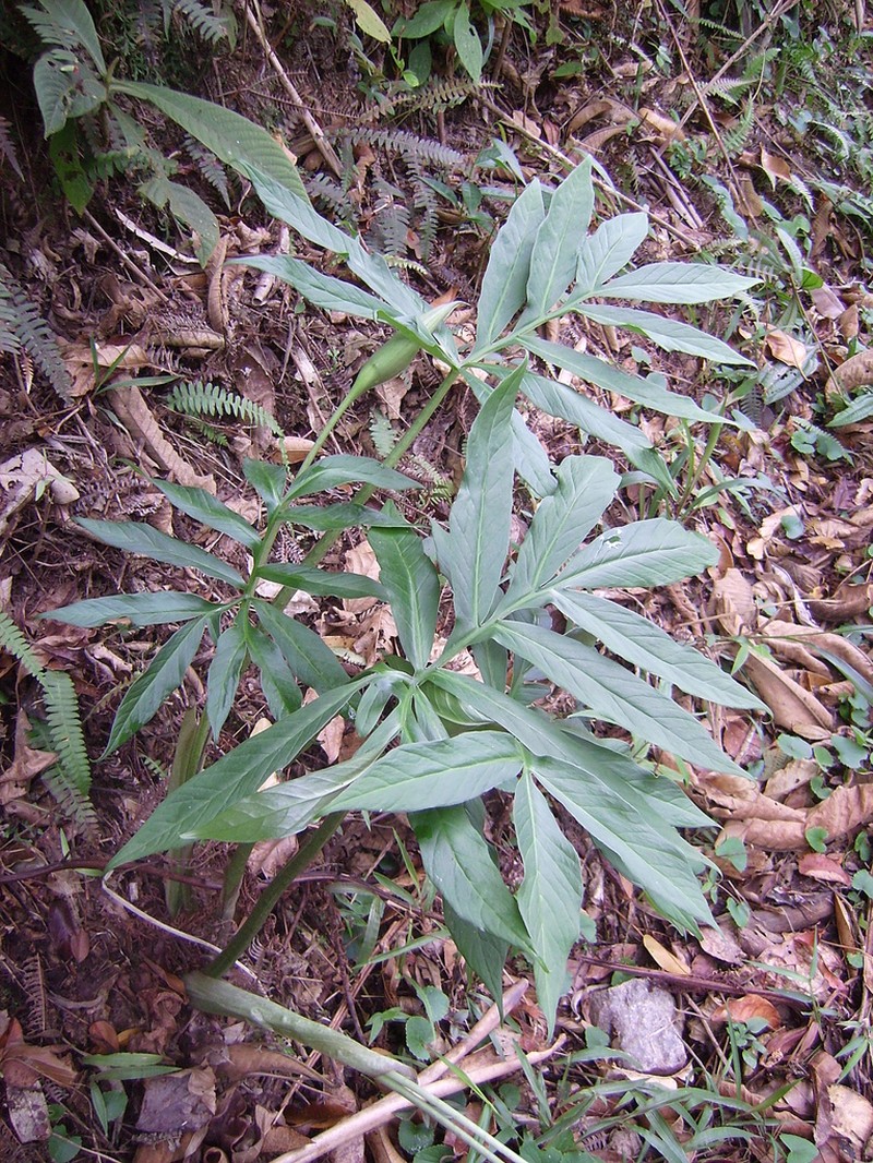 Asterostigma lombardii photo 8