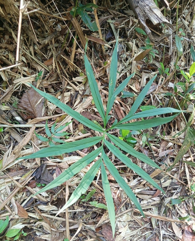Asterostigma lombardii