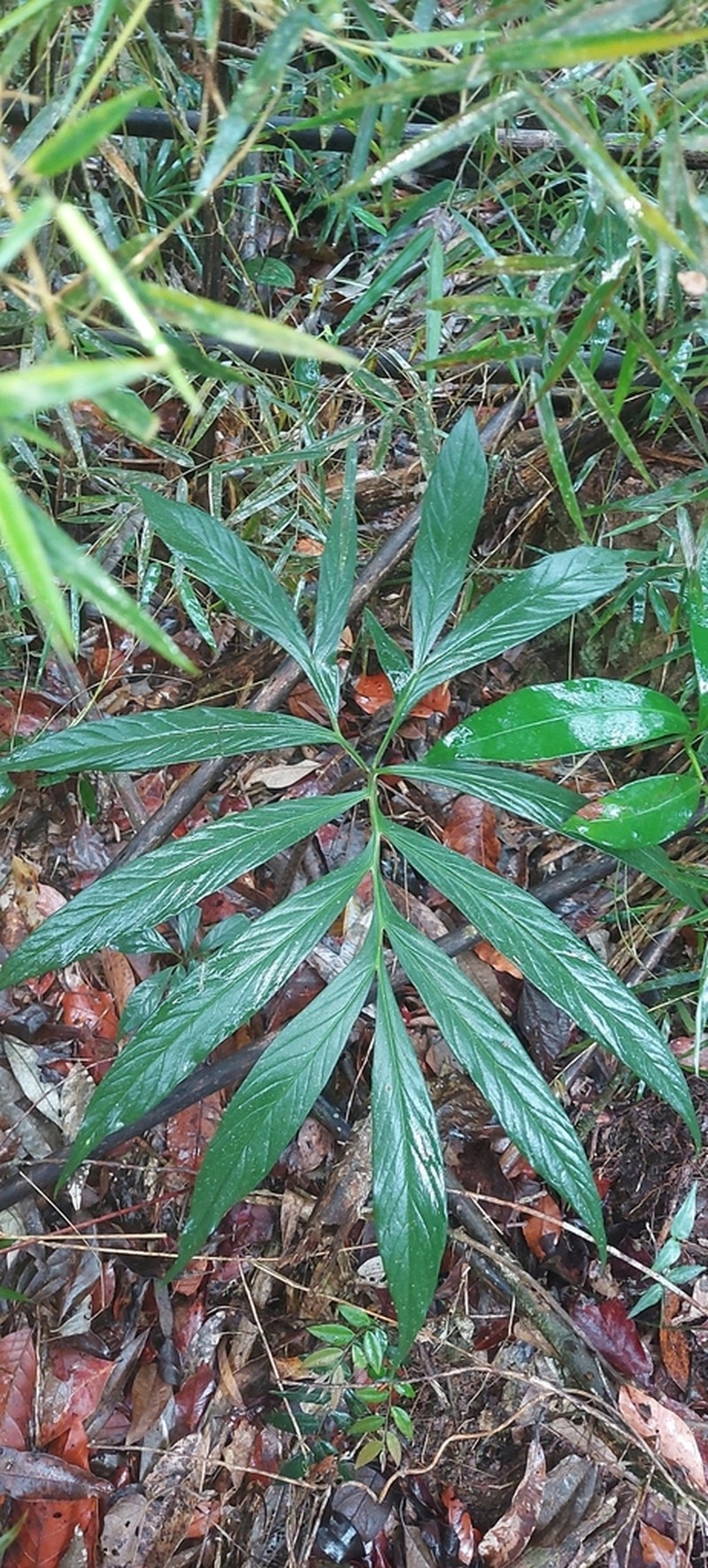 Asterostigma lombardii photo 2