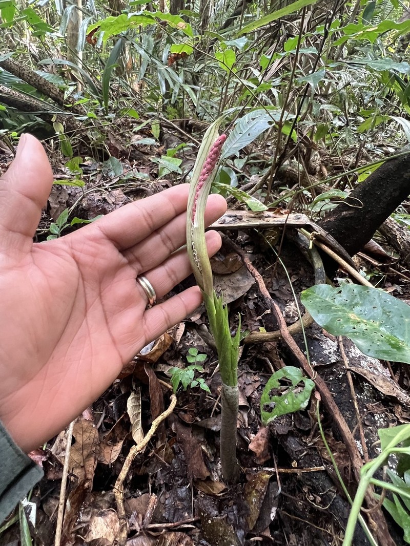 Asterostigma lombardii photo 3