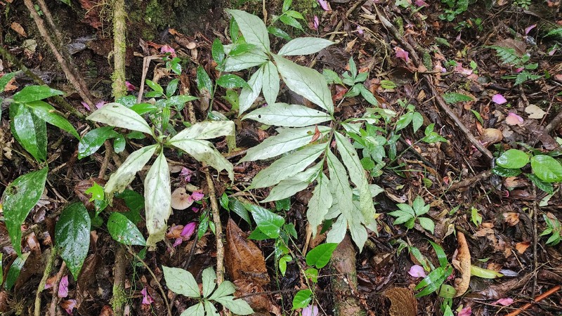 Asterostigma luridum photo 2
