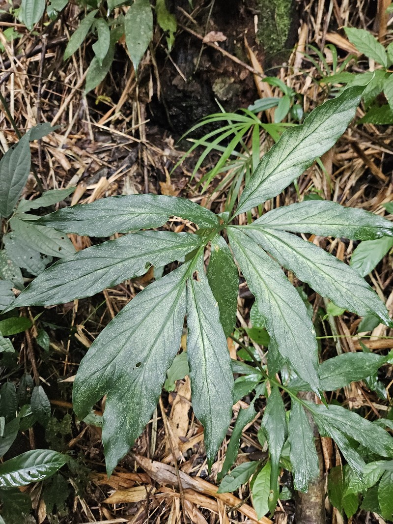 Asterostigma luridum photo 3