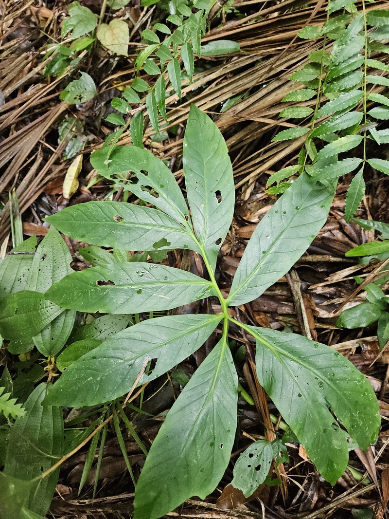 Asterostigma luridum photo 4