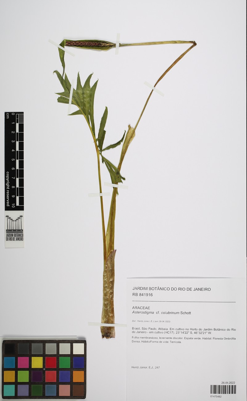 Asterostigma luridum