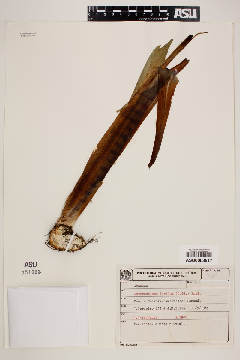 Asterostigma luridum photo 2